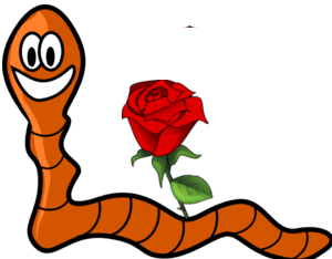 worm- rose