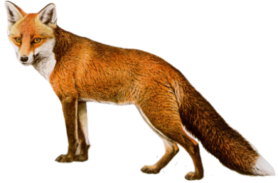 fox